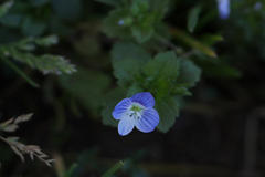 Veronica persica